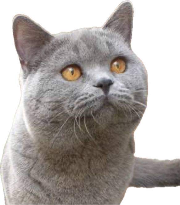 Health Issues in British Shorthairs