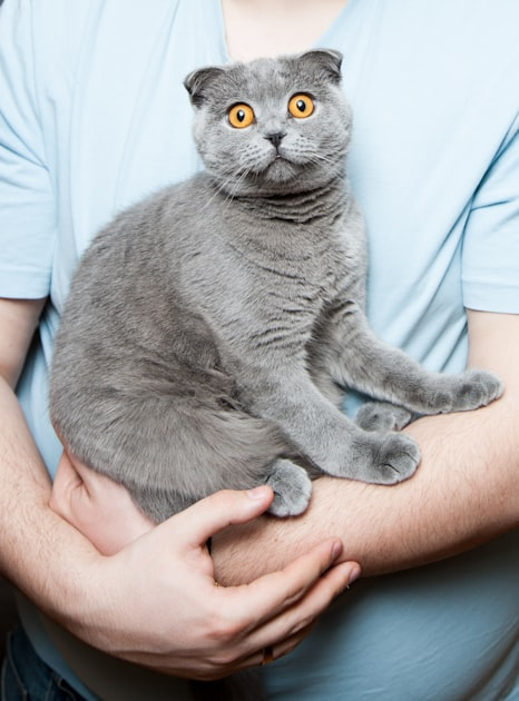Caring for Your British Shorthair