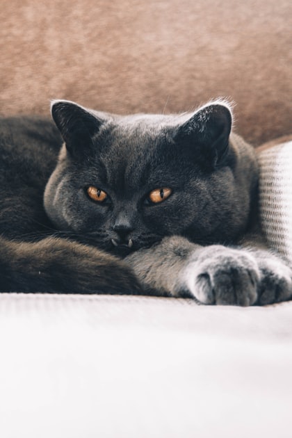 The History of British Shorthairs